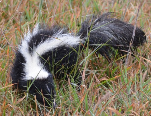 listen to Striped Skunk (possible)