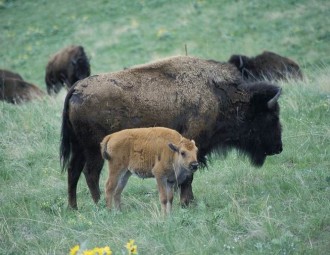 Adult Bison with a calf