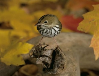 Ovenbird on a tree branch