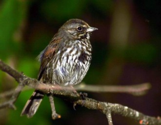 Fox Sparrow perched on a branch