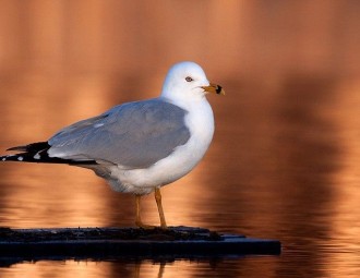 Ring-billed Gull standing near water