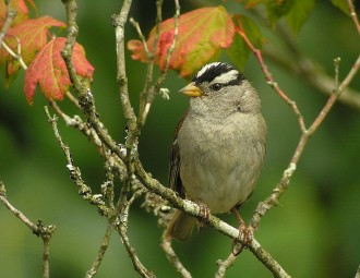 White-crowned Sparrow perched on a branch
