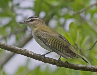 Red-eyed Vireo perched on a branch