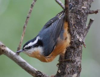 Red-breasted Nuthatch perched on a tree trunk