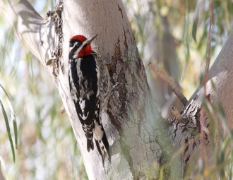 Unidentified sapsucker