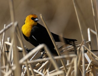 Yellow-headed Blackbird