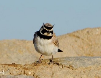 Horned Lark standing on a rock