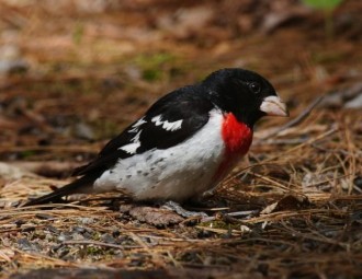 Rose-breasted Grosbeak on ground with pine needles