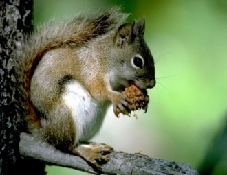 Red Squirrel 
