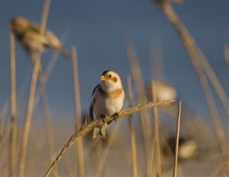 Snow Bunting perched on a herbaceous plant