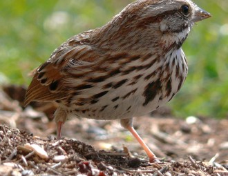 Song Sparrow on the ground