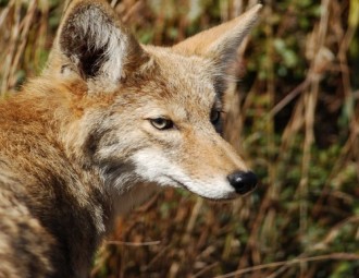 Coyote