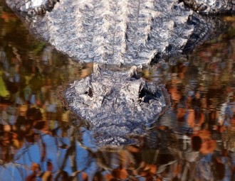 American Alligator