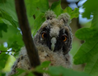 Long-eared Owlet in a tree