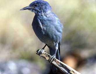 Pinyon Jay perched on a branch