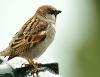 House Sparrow standing on a fence rail