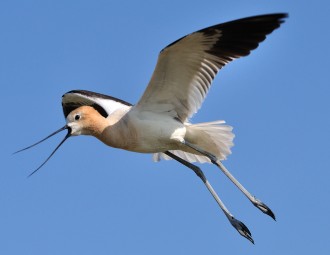 American Avocet