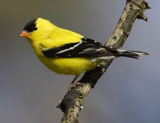 American Goldfinch on tree branch