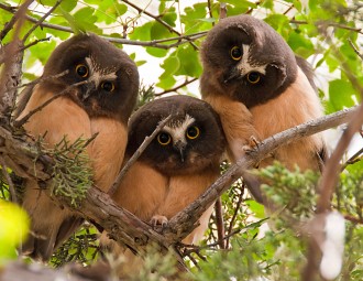 Three Northern Saw-whet Owlets perched in a tree.