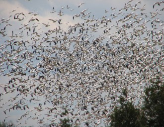 Large flock of Snow Geese in flight