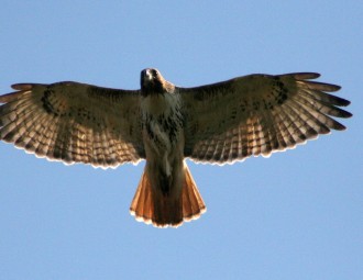 Red-tailed Hawk in flight