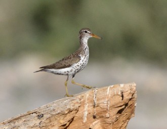 Spotted Sandpiper standing on a large rock
