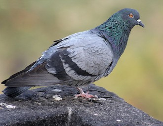 Rock Dove standing on a rock
