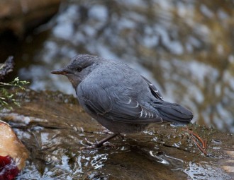 American Dipper on boulder in waterway