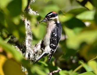 Downy Woodpecker feeding on insects