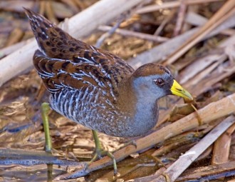 Sora Rail walking along grassy shore