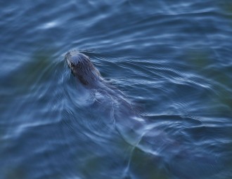 River Otter swimming