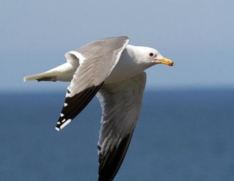 California Gull in flight