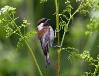 Chestnut-backed Chickadee perched on a large herbaceous plant