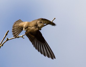 Northern Rough-winged Swallow in flight