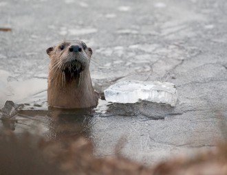 River Otter 