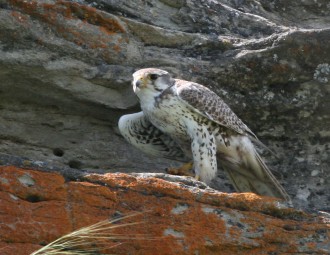 Prairie Falcon standing on rocky cliff