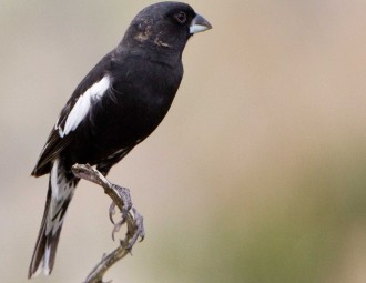 Lark Bunting perched on a branch