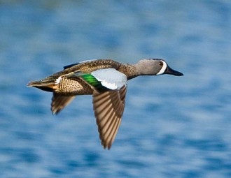 Blue-winged Teal in flight over water