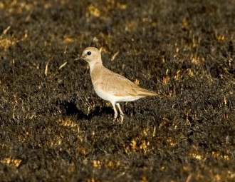 Mountain Plover standing on the ground