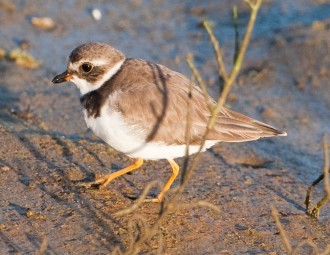 Semipalmated Plover walking on sandy wet ground