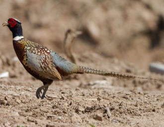 Male Ring-necked Pheasant on the ground