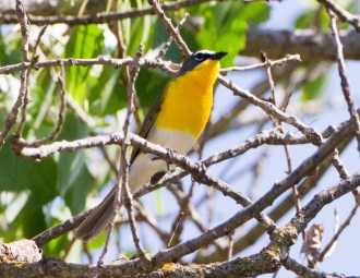 Yellow-breasted Chat
