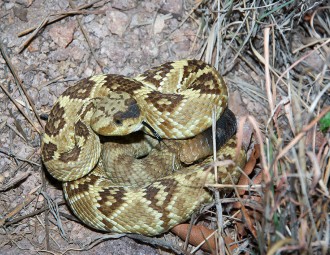 Blacktailed Rattlesnake coiled in defensive posture