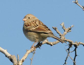 Field Sparrow