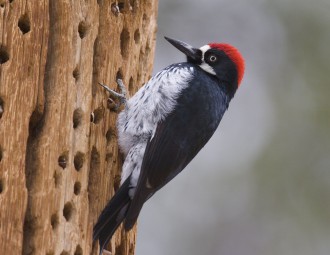Acorn Woodpecker