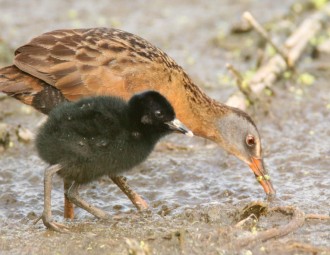 Virginia Rail feeding with it