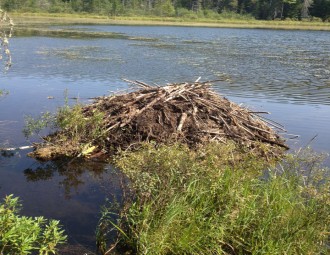 American Beaver lodge