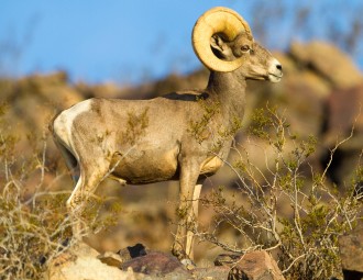 Bighorn Sheep