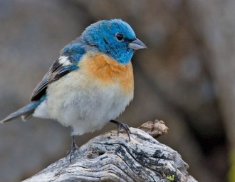 Lazuli Bunting standing on a large tree branch