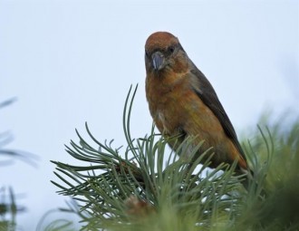Red Crossbill perched on a pine tree branch